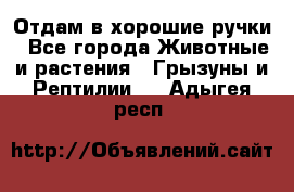 Отдам в хорошие ручки - Все города Животные и растения » Грызуны и Рептилии   . Адыгея респ.